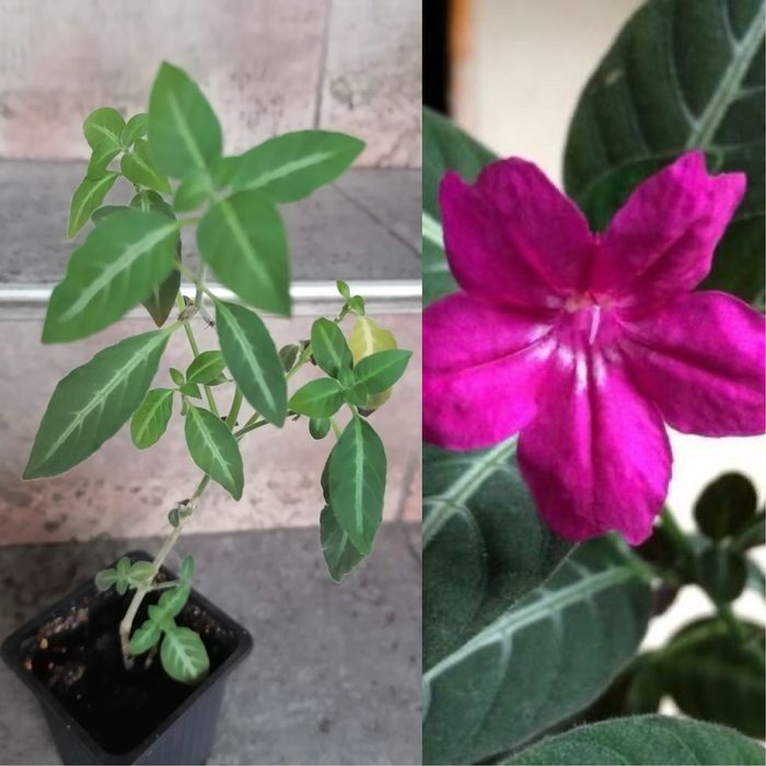 Цветя за продажба