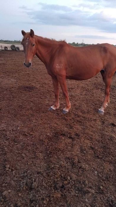 Кобыла двухлетка