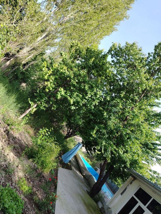 Xavosi toza turli xil daraxtlari bor