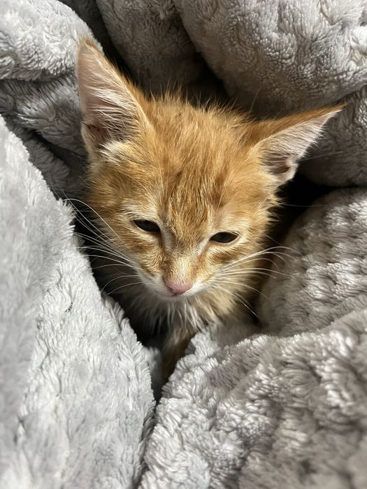 Котенок, девочка