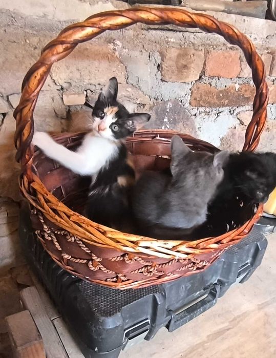 Подарявам котенца