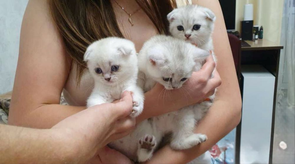 Oq mushukchalar sotiladi