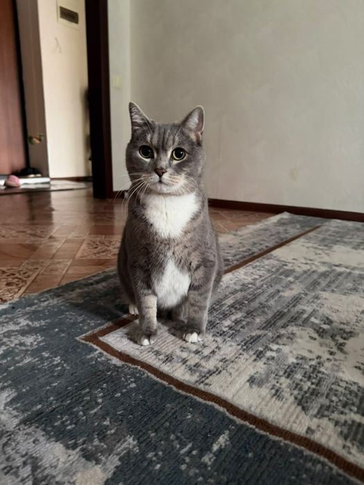 Кот шотландский.
