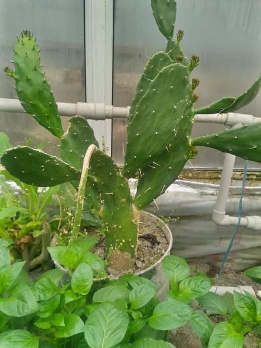 Кактусы  высокие