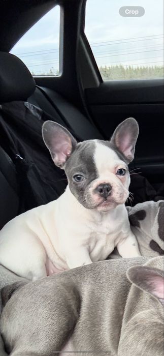 Френски булдог женски син ген с родословие