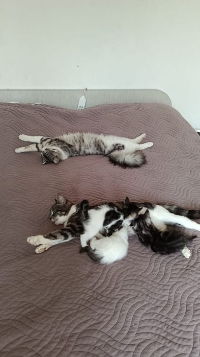 Продам красивых котят