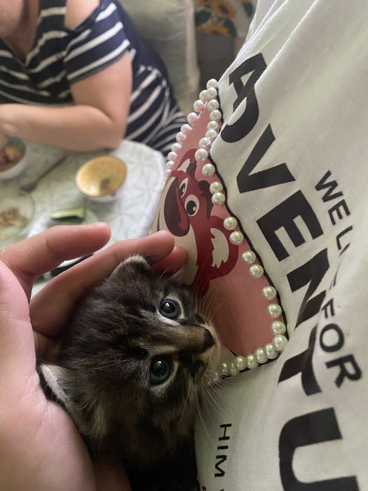 Котята очень красивые