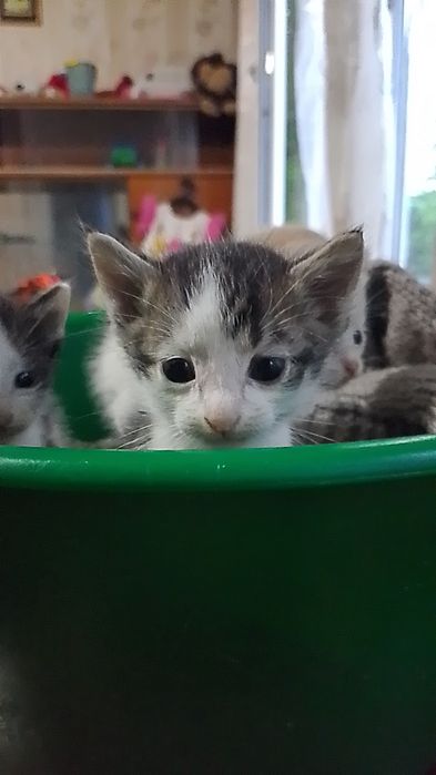 Отдам котёнка в добрые руки