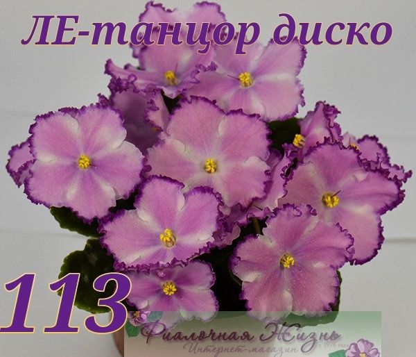 Продам сортовые фиалки