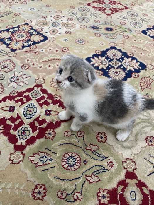 Мысык сатыладыыы