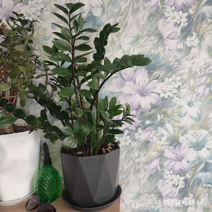 Растения домашние разные