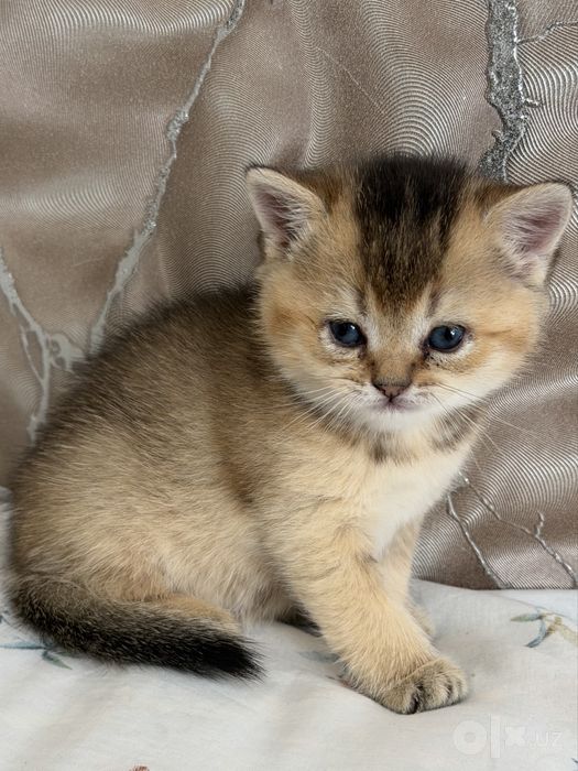 Срочно ищем хозяев для котят