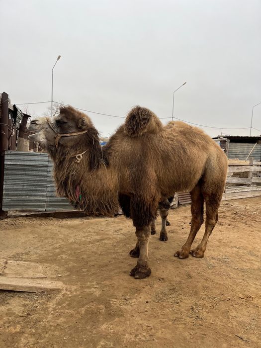 Боталы түйе сатылады