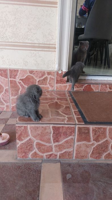 Продаётся котята срочна 5шт