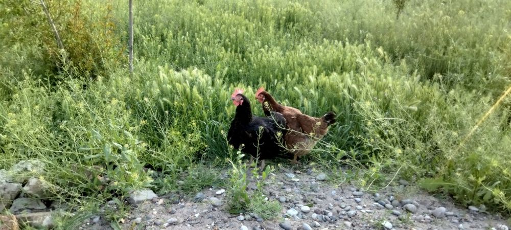 Хонаки товуклар тухумлари бор.