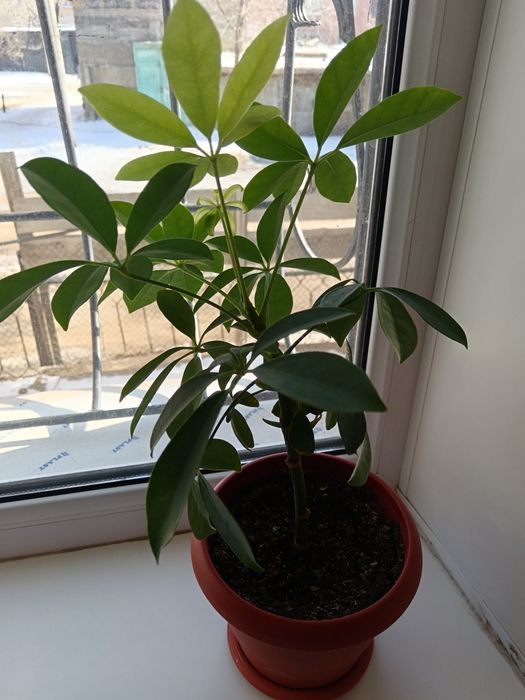 Комнатные цветы продам