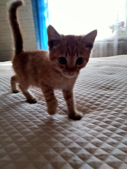 Отдам котенка в добрые руки