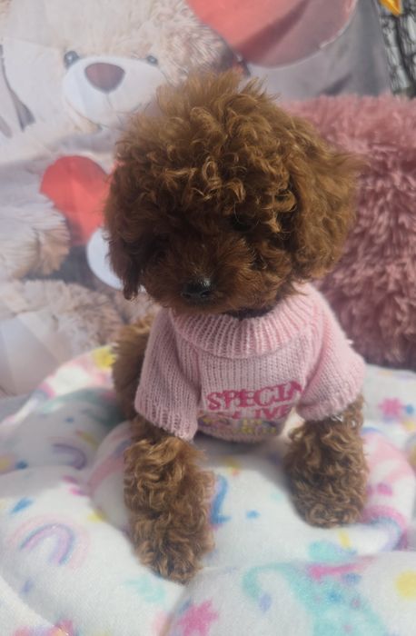 Пудел tea cup момиче с родословие