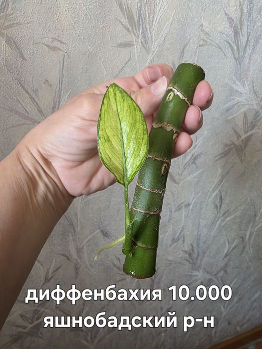 Продаю разные комнатные растения.