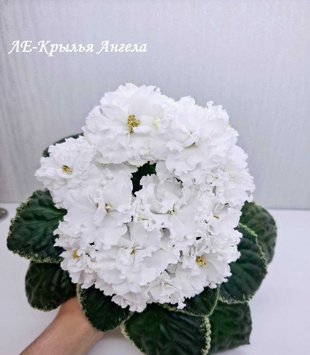 Продам листья сортовых фиалок