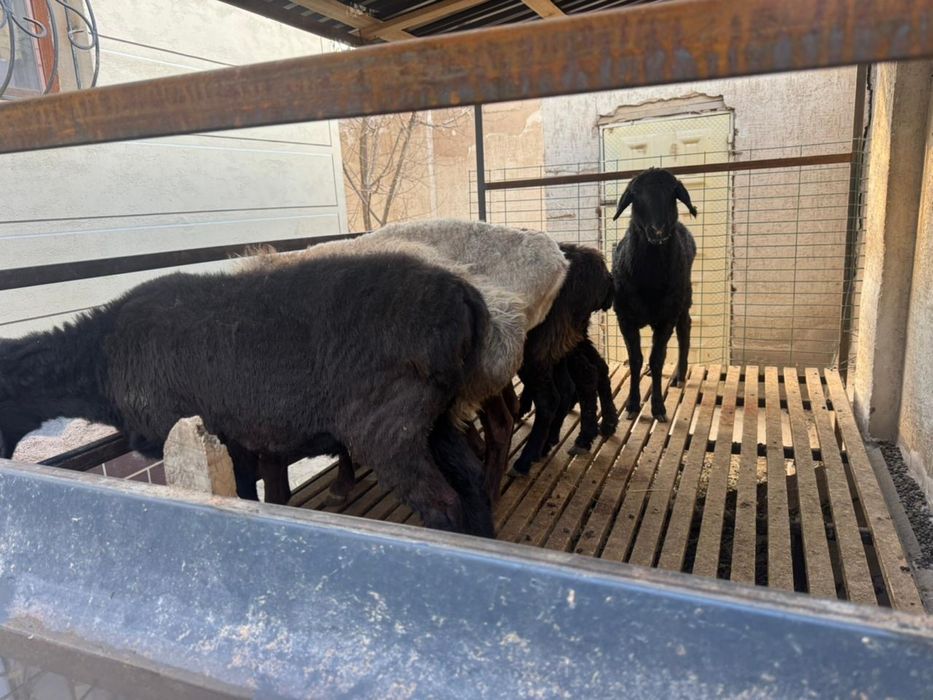 Баран, кой бар сатылады