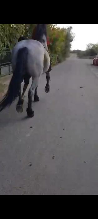 Vând cal castrați 177 inaltime garantat de ham sau schimb
