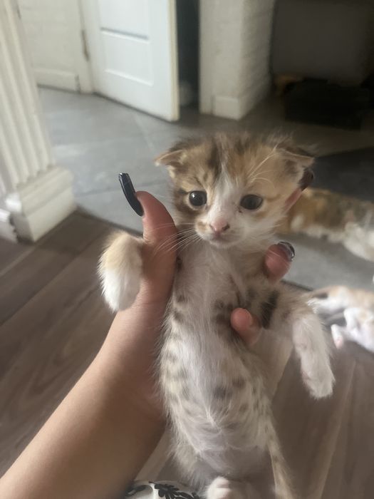 Вислоухие котята