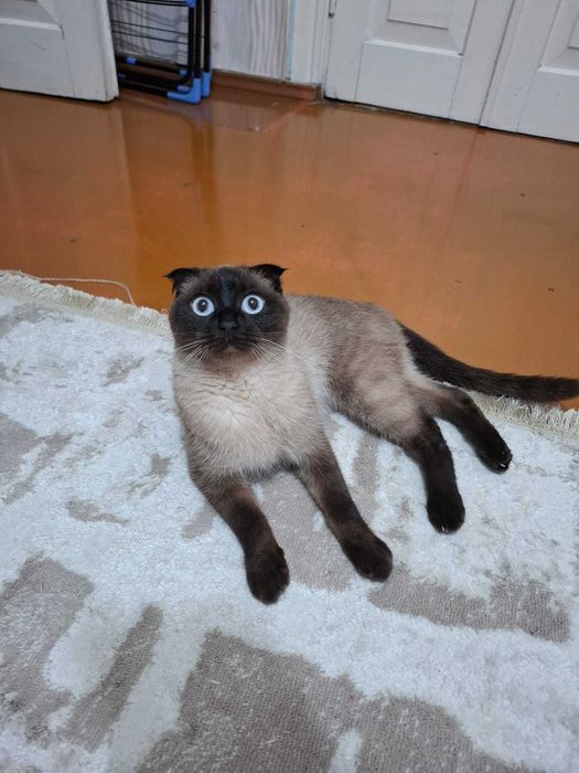 Кошка сиамская вислоухая