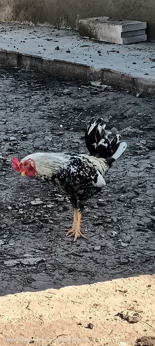 Cocoșei ,găinușe și pui americani