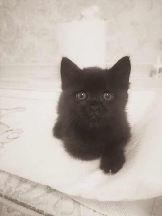Котята шотландские вислоухие