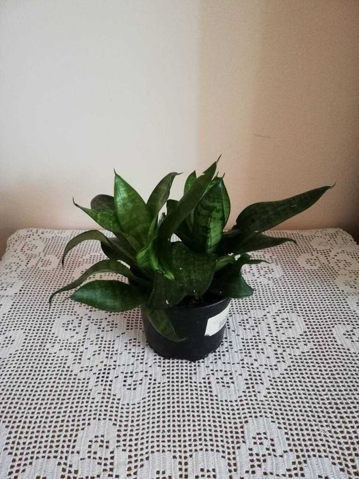 Финикова палма, Драцена, Шефлера, Сансевиера, Амарилис