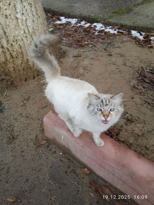 Невская маскарадная кошечка ищет заботливую семью