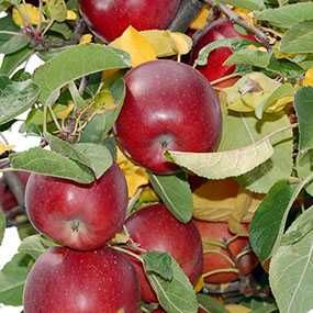 Минеральные удобрения (Mineral oʻgʻitlar) Сульфат калия, НПК 18:18:18