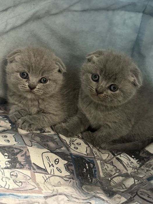 Британски/ Шотландски котета