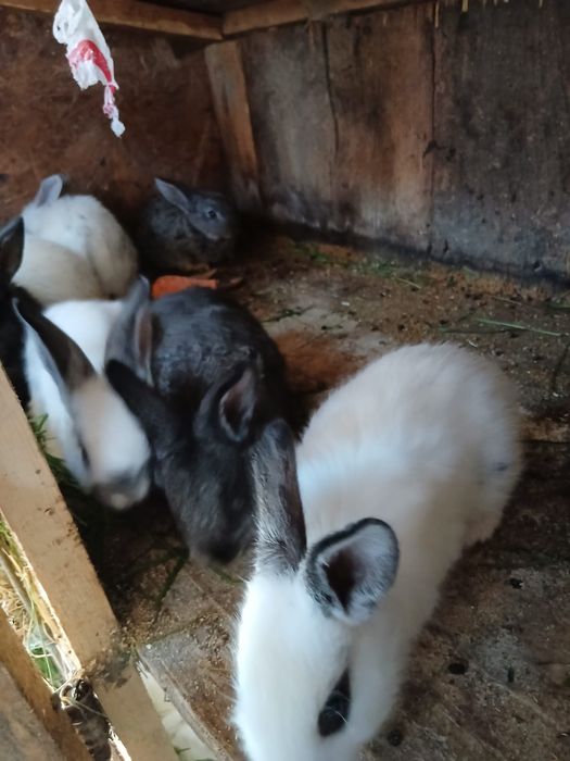 Se vinde iepurași