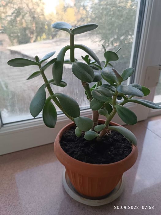 Денежное дерево ( Толстянка) молодое