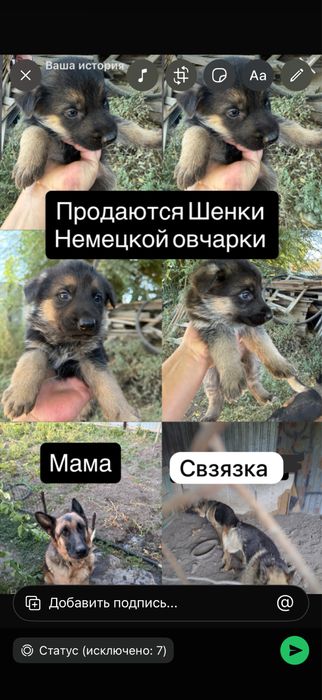 Продается щенки мальчики и девочки немецкой овчарки