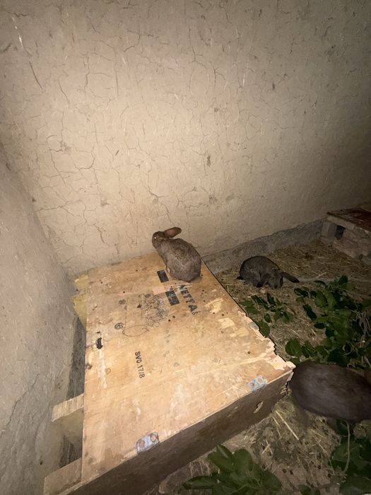 Породалы қояндар сатылады