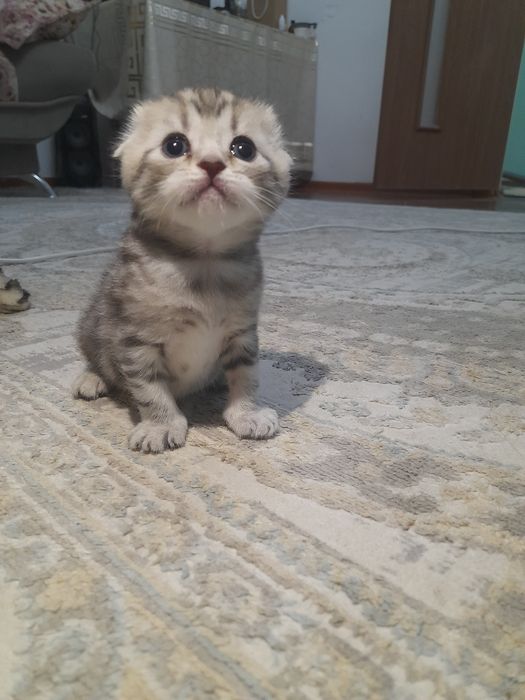 Продаётся котята шотланские