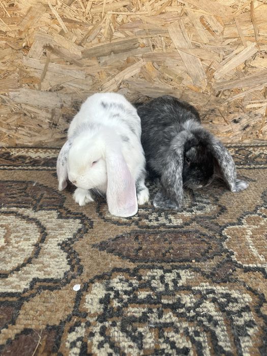 Iepuri berbec german