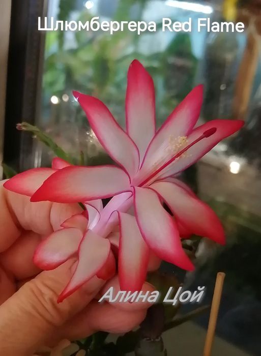 Сортовая шлюмбергера (декабрист)