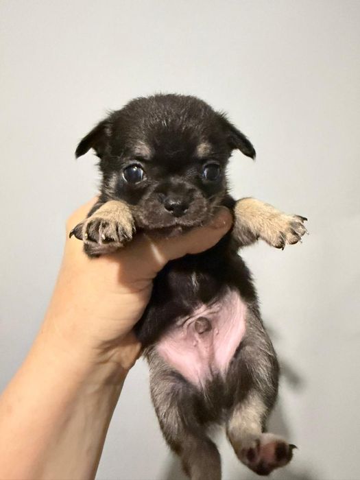 Чихуахуа чёрно подпалые