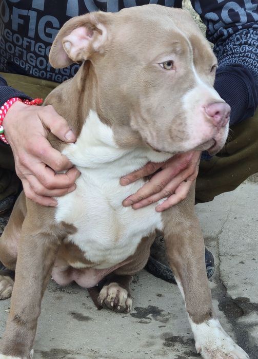 Американско Були Хл American bully xl