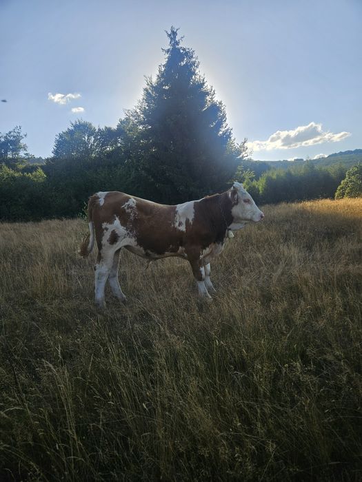 Vand Tauras de 10.  luni, Baltata Romaneasca