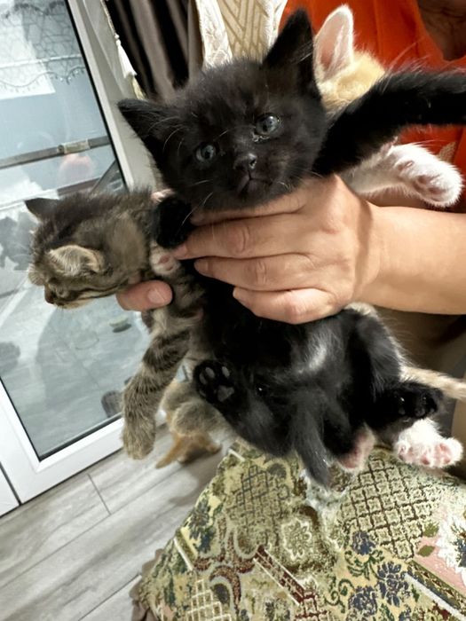 Отдам котят в добрые, хорошие руки