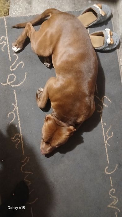 Питбул (питоподобно)