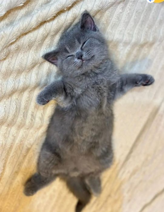 Продам Британских котят