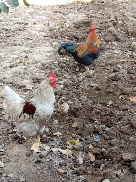 Asalomu alekum qorozlar sotladi