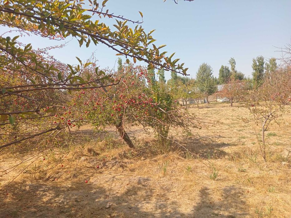 Новка кишлоги Уй ховли сотилади Участка 40 сотка