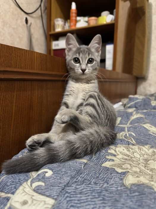Игривый котенок ищет семью